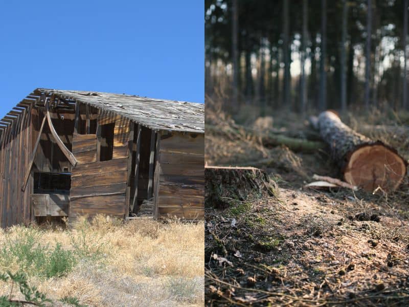 A photograph of a derelict wood barn next to a photo of a newly-felled tree in a forest.