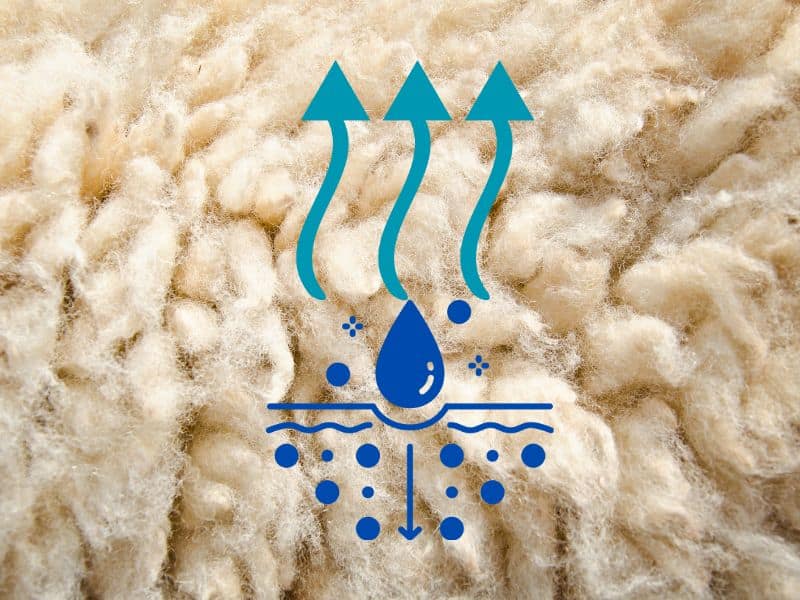 A closeup of a sheep's fleece with the individual fibers visible. Overlain are drawings of water droplets soaking into the fleece and arrows suggesting vapor rising out of the wool.