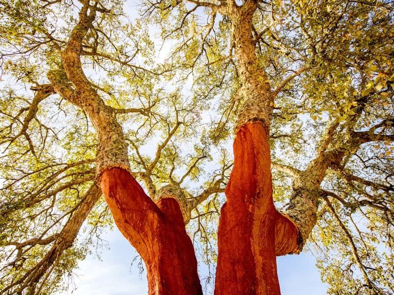 A cork oak tree with its bark stripped off the main trunk revealing the bare wood beneath.