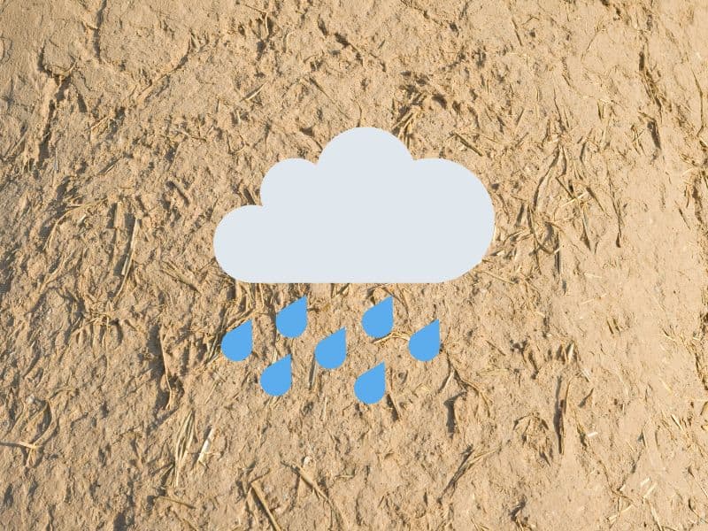 A closeup photograph of a cob wall with pieces of straw on the surface of the mud. Overlain is a cartoon image of a cloud with rain falling.