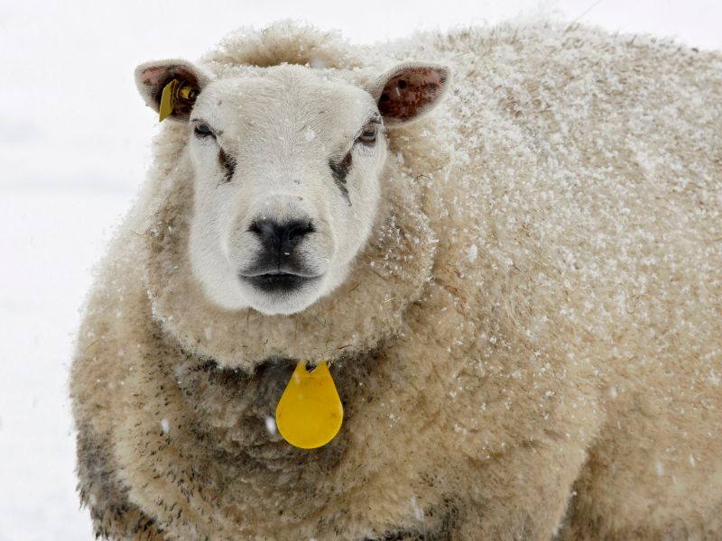 A sheep standing in a field full of snow looks into the camera lens and wears a yellow tag around its neck. Snow is visible on the sheep's back.